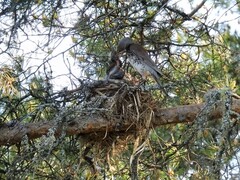 Gråtrost (Turdus pilaris)