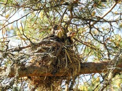 Gråtrost (Turdus pilaris)