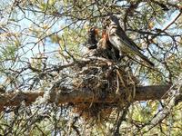 Gråtrost (Turdus pilaris)