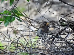 Gråtrost (Turdus pilaris)