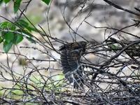 Gråtrost (Turdus pilaris)