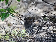 Gråtrost (Turdus pilaris)