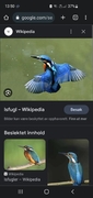 Fugler (Aves)