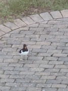 Tjeld (Haematopus ostralegus)