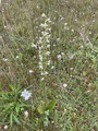 Grov nattfiol (Platanthera chlorantha)