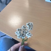 Ryllik (Achillea millefolium)