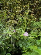 Krattmjølke (Epilobium montanum)