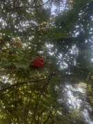 Rognasal (Sorbus hybrida)