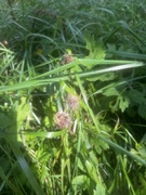 Smalkjempe (Plantago lanceolata)