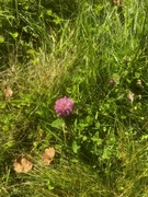 Rødkløver (Trifolium pratense)