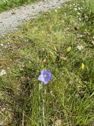 Blåklokke (Campanula rotundifolia)