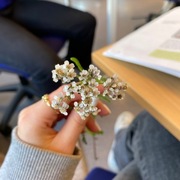 Ryllik (Achillea millefolium)