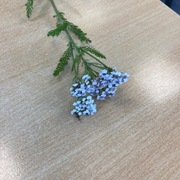 Ryllik (Achillea millefolium)