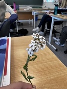 Ryllik (Achillea millefolium)