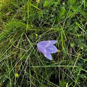 Blåklokke (Campanula rotundifolia)