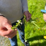 Øyentrøstslekta (Euphrasia)