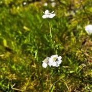 Nyseryllik (Achillea ptarmica)