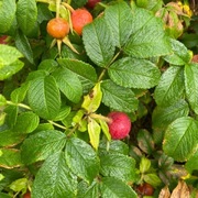 Rynkerose (Rosa rugosa)