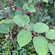 Parkslirekne (Reynoutria japonica)