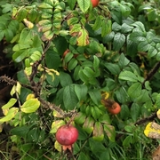 Rynkerose (Rosa rugosa)