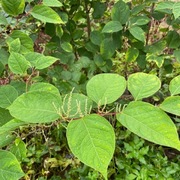 Parkslirekne (Reynoutria japonica)