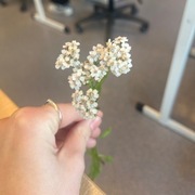 Ryllik (Achillea millefolium)