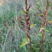 Byhøymol (Rumex obtusifolius)