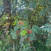 Rogn (Sorbus aucuparia)