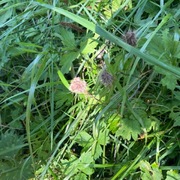 Smalkjempe (Plantago lanceolata)