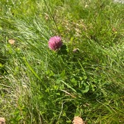 Rødkløver (Trifolium pratense)