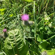 Veitistel (Cirsium vulgare)