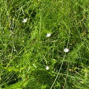 Grasstjerneblom (Stellaria graminea)