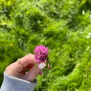 Rødkløver (Trifolium pratense)