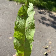 Byhøymol (Rumex obtusifolius)