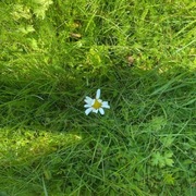 Prestekrage (Leucanthemum vulgare)