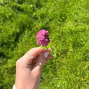 Rødkløver (Trifolium pratense)