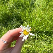 Prestekrage (Leucanthemum vulgare)