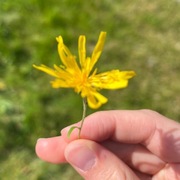 Sumphaukeskjegg (Crepis paludosa)