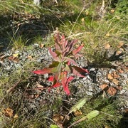 Geitrams (Epilobium angustifolium)