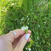 Kjerteløyentrøst (Euphrasia stricta)