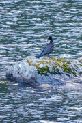 Fugler (Aves)
