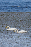 Fugler (Aves)
