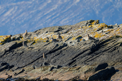 Fugler (Aves)