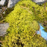 Moser (Bryophytes)