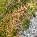 Kvassbunke (Deschampsia cespitosa)