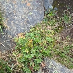 Fjellmarikåpe (Alchemilla alpina)