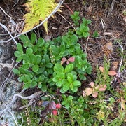 Tyttebær (Vaccinium vitis-idaea)