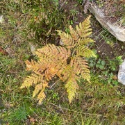 Sauetelg (Dryopteris expansa)