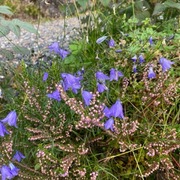 Blåklokke (Campanula rotundifolia)