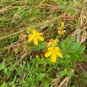 Firkantperikum (Hypericum maculatum)